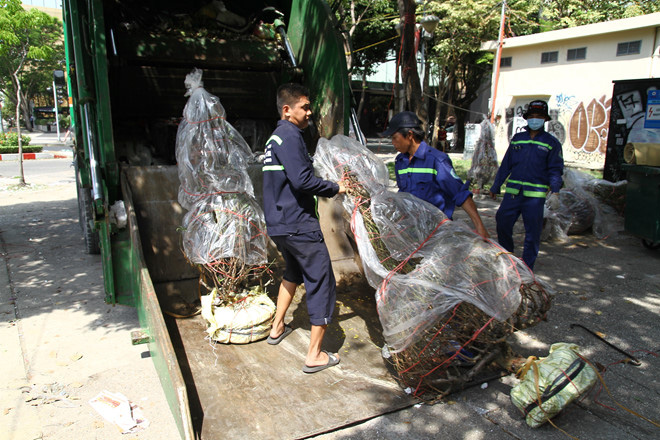 Tết Canh Tý 2020: Lại tái diễn cảnh đập bỏ hoa ngày 30 tháng chạp - Ảnh 9. Tết Canh Tý 2020: Lại tái diễn cảnh đập bỏ hoa ngày 30 tháng chạp - Ảnh 9.
