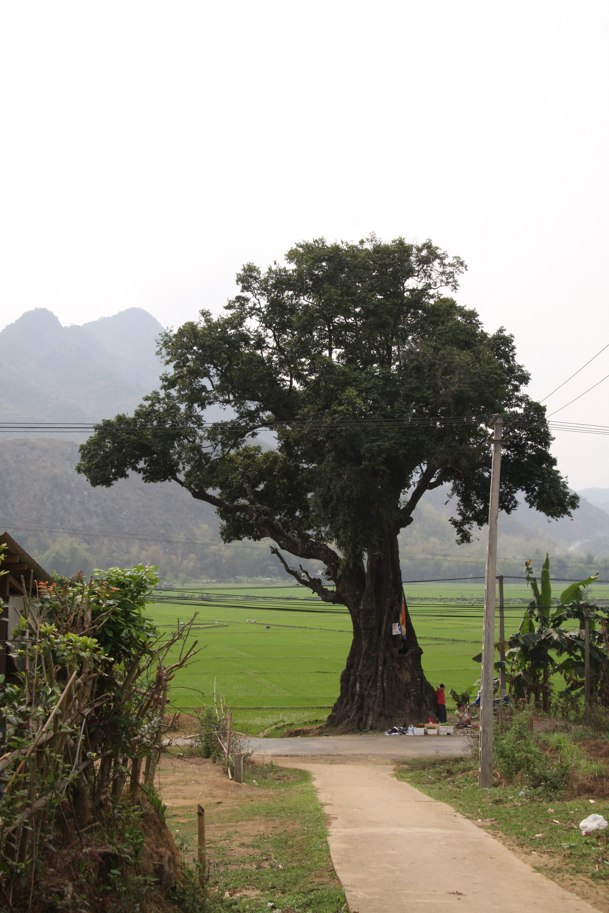 "Cụ" thị nghìn tuổi ở thung lũng Mai Châu - Ảnh 1. "Cụ" thị nghìn tuổi ở thung lũng Mai Châu - Ảnh 1.
