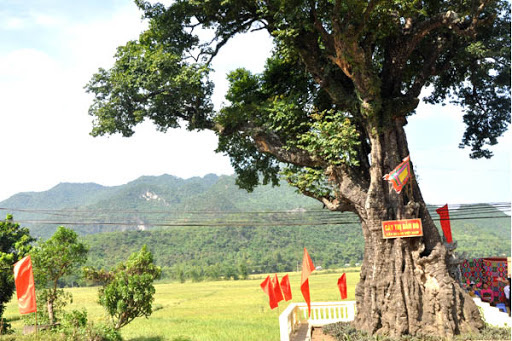 "Cụ" thị nghìn tuổi ở thung lũng Mai Châu - Ảnh 2. "Cụ" thị nghìn tuổi ở thung lũng Mai Châu - Ảnh 2.