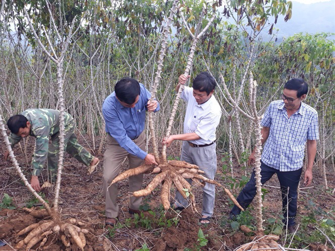 Trung Quốc tăng thuế nhập khẩu sắn từ Việt Nam - Ảnh 2. Trung Quốc tăng thuế nhập khẩu sắn từ Việt Nam - Ảnh 2.