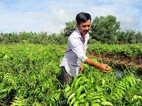 Hậu Giang: Loài dây leo mọc hoang trong rừng nay thành đặc sản, giúp dân thoát nghèo ngoạn mục - Ảnh 1.