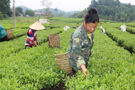 Bắc Giang:  Chủ động chuyển đổi cơ cấu nông nghiệp, làm giàu - Ảnh 1.