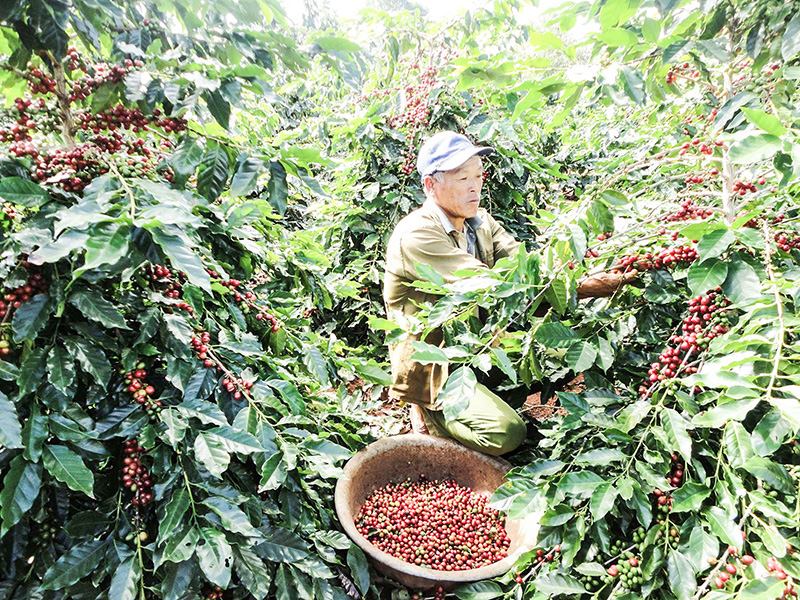 Quảng Trị: Nông dân Hướng Hóa trồng giống cà phê mới lạ, trái chi chít, chín đỏ cả cây - Ảnh 1.