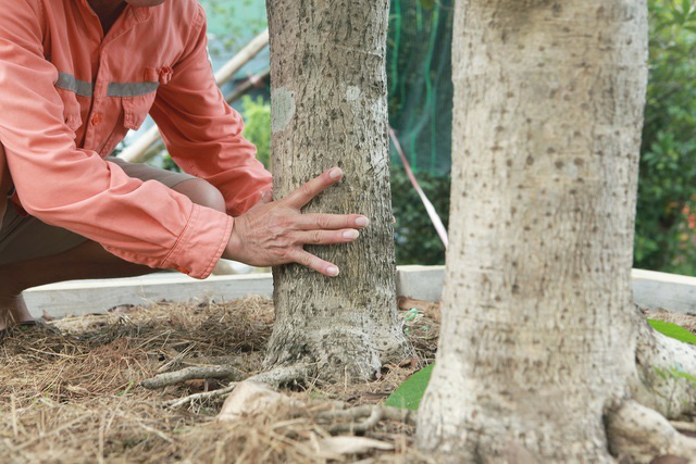 Mộc hương cổ huynh đệ trả giá 3 tỷ đồng của đại gia đất Tổ - Ảnh 4.
