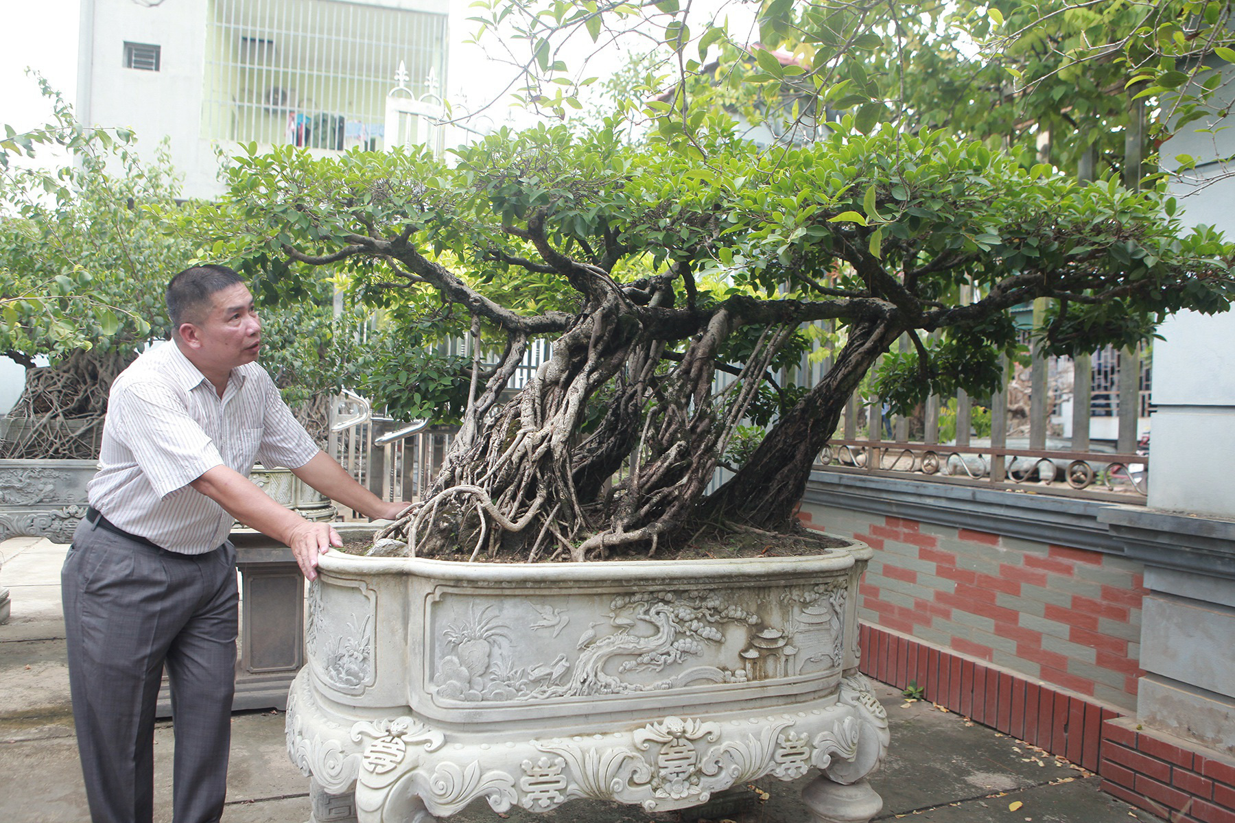 Chiêm ngưỡng bộ ba cây si cổ trị giá chục tỷ đồng của đại gia Vĩnh Phúc - Ảnh 9.