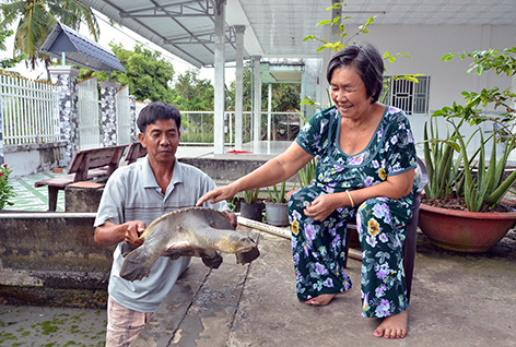 Hậu Giang: Độc đáo nuôi những con cua đinh to bự ngay cạnh nhà, tiềm năng nuôi thủy sản rất lớn - Ảnh 1.