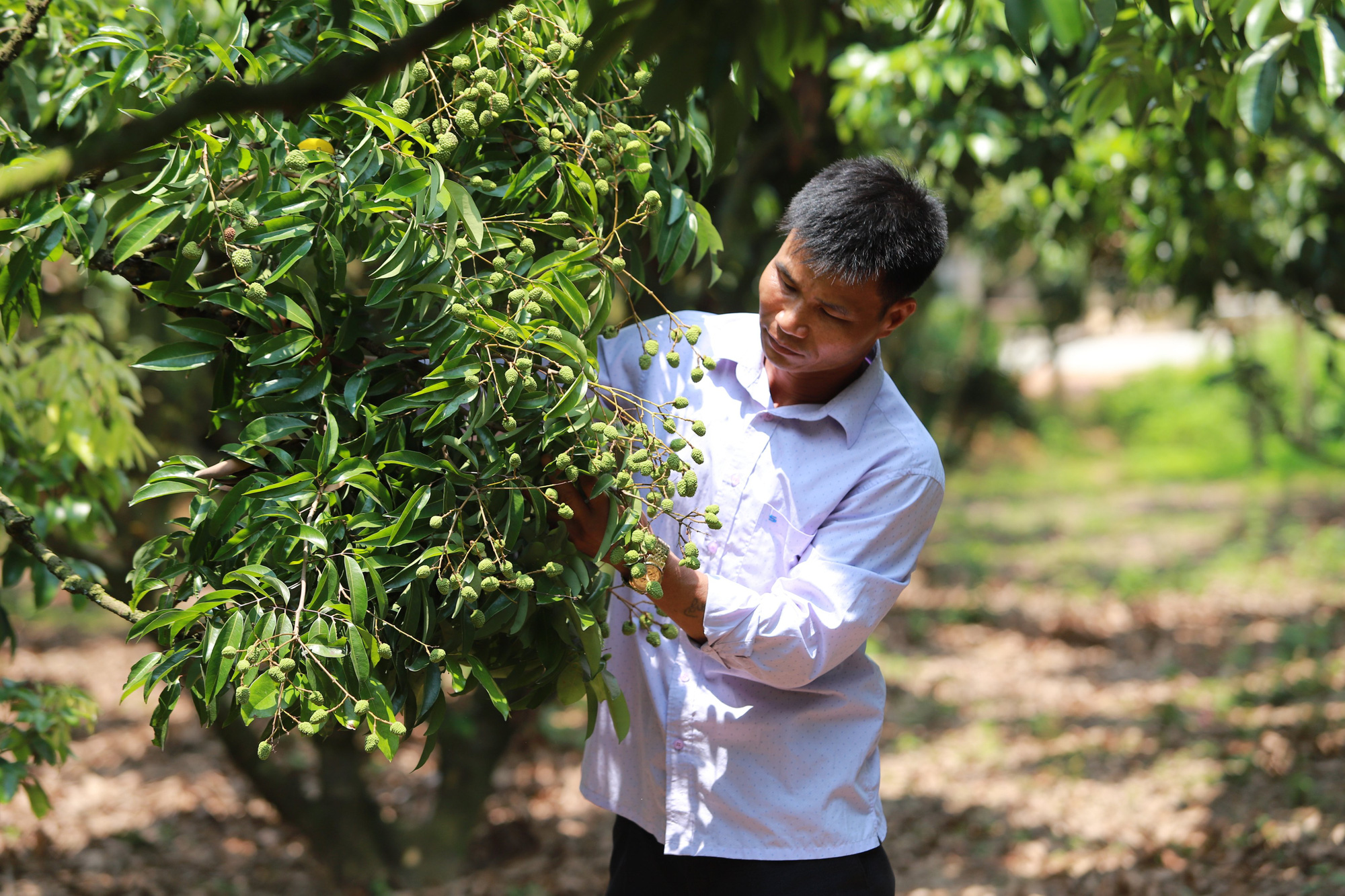 Bắc Giang:  Chủ động chuyển đổi cơ cấu nông nghiệp, làm giàu - Ảnh 2.