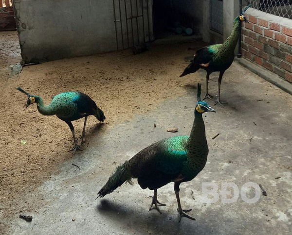 Bình Định: Nuôi thử nghiệm loài chim quý hiếm ở huyện Tây Sơn và điều bất ngờ - Ảnh 1.