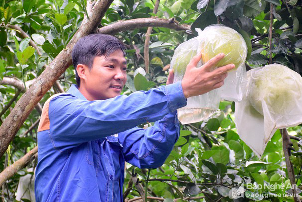 Thanh niên Nghệ An gác bằng đại học vào rừng làm giàu từ trang trại - Ảnh 3. Thanh niên Nghệ An gác bằng đại học vào rừng làm giàu từ trang trại - Ảnh 3.