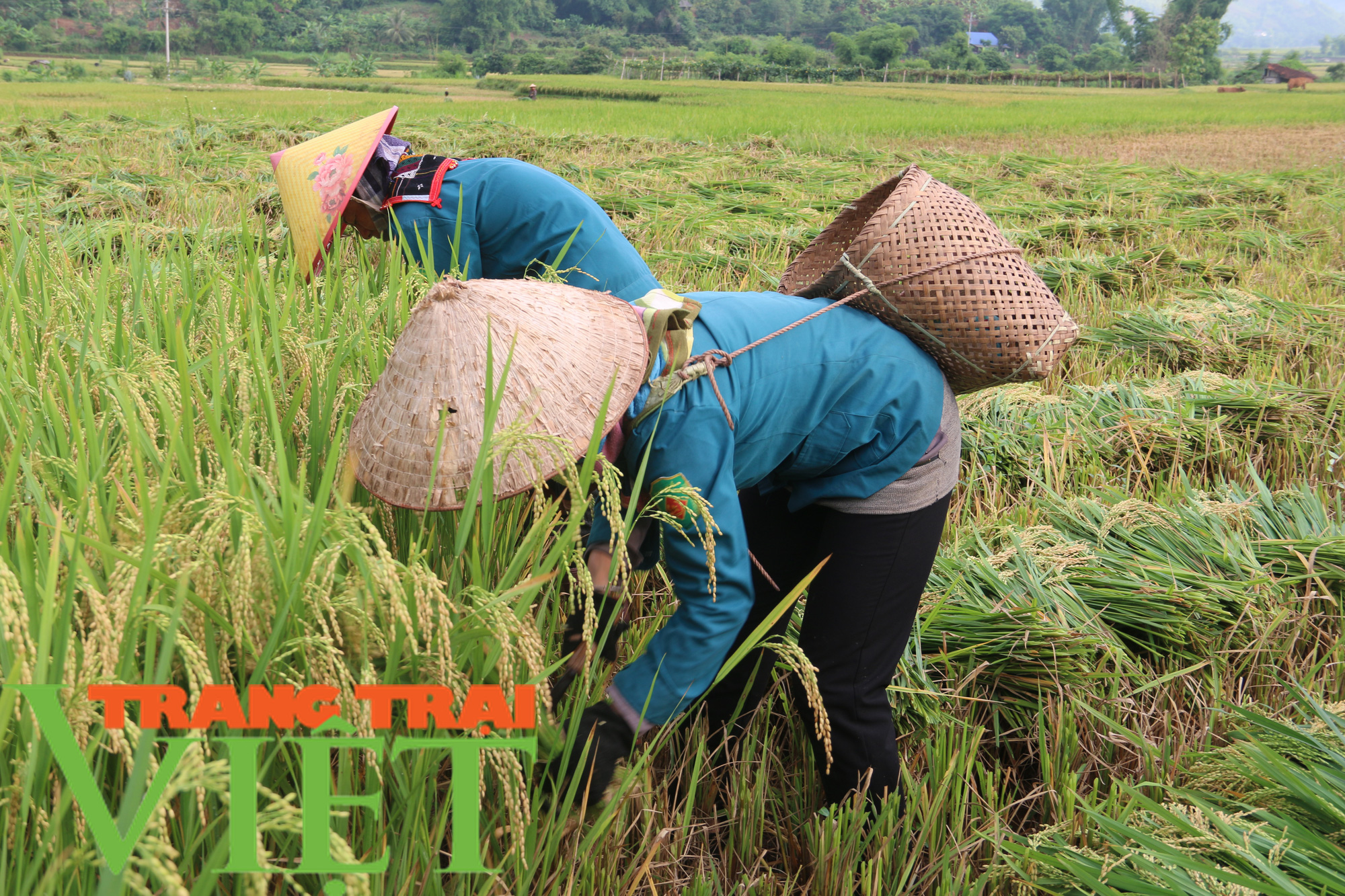 Cầm tay chỉ việc giúp nông dân phát triển sản xuất - Ảnh 5. Cầm tay chỉ việc giúp nông dân phát triển sản xuất - Ảnh 5.