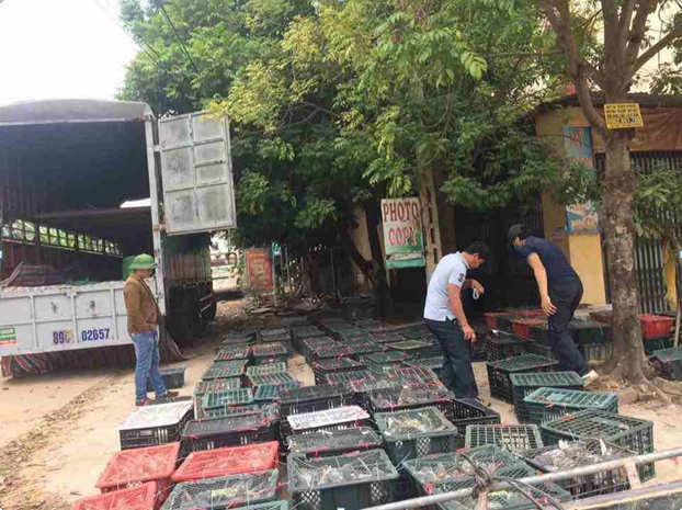 9X Bắc Giang và hành trình khởi nghiệp mạo hiểm với nghề nuôi chim bồ câu siêu đẻ - Ảnh 1. 9X Bắc Giang và hành trình khởi nghiệp mạo hiểm với nghề nuôi chim bồ câu siêu đẻ - Ảnh 1.