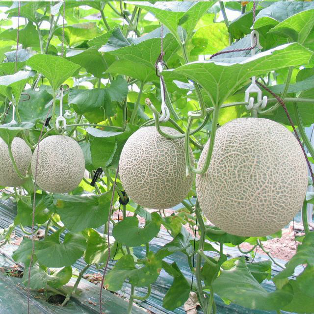 Hà Tĩnh: Thêm 26 sản phẩm được đánh giá, phân hạng OCOP - Ảnh 1. Hà Tĩnh: Thêm 26 sản phẩm được đánh giá, phân hạng OCOP - Ảnh 1.