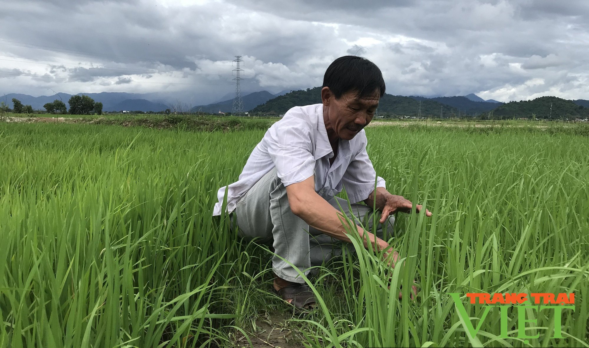 Từ lão nông gàn dở đến biệt danh "vua lúa hữu cơ" - Ảnh 2. Từ lão nông gàn dở đến biệt danh "vua lúa hữu cơ" - Ảnh 2.