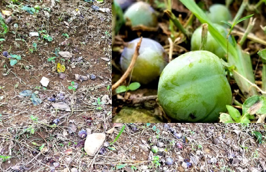 Hồng không hạt Bắc Kạn mất mùa mất giá, nông dân khóc ròng - Ảnh 2. Hồng không hạt Bắc Kạn mất mùa mất giá, nông dân khóc ròng - Ảnh 2.