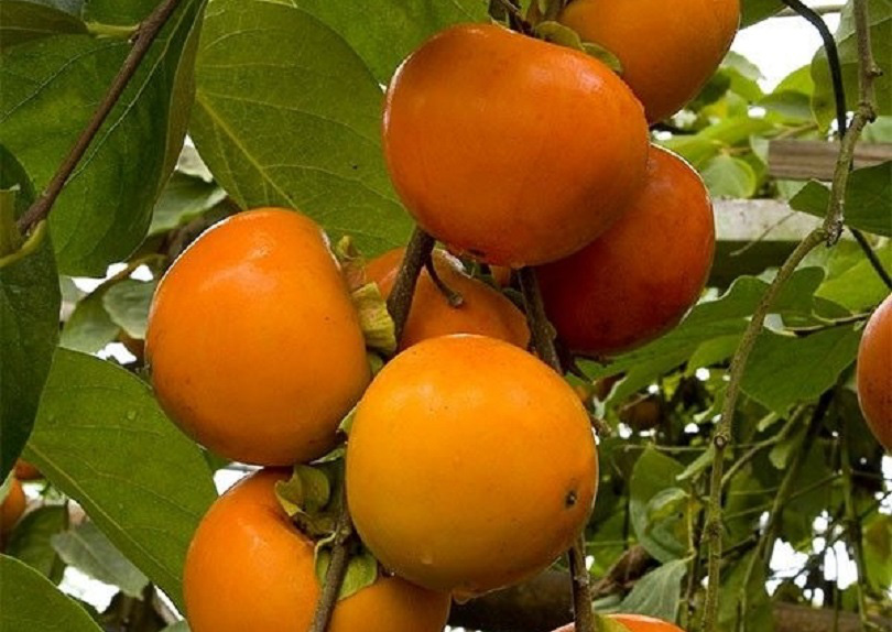 Hồng không hạt Bắc Kạn mất mùa mất giá, nông dân khóc ròng - Ảnh 1. Hồng không hạt Bắc Kạn mất mùa mất giá, nông dân khóc ròng - Ảnh 1.