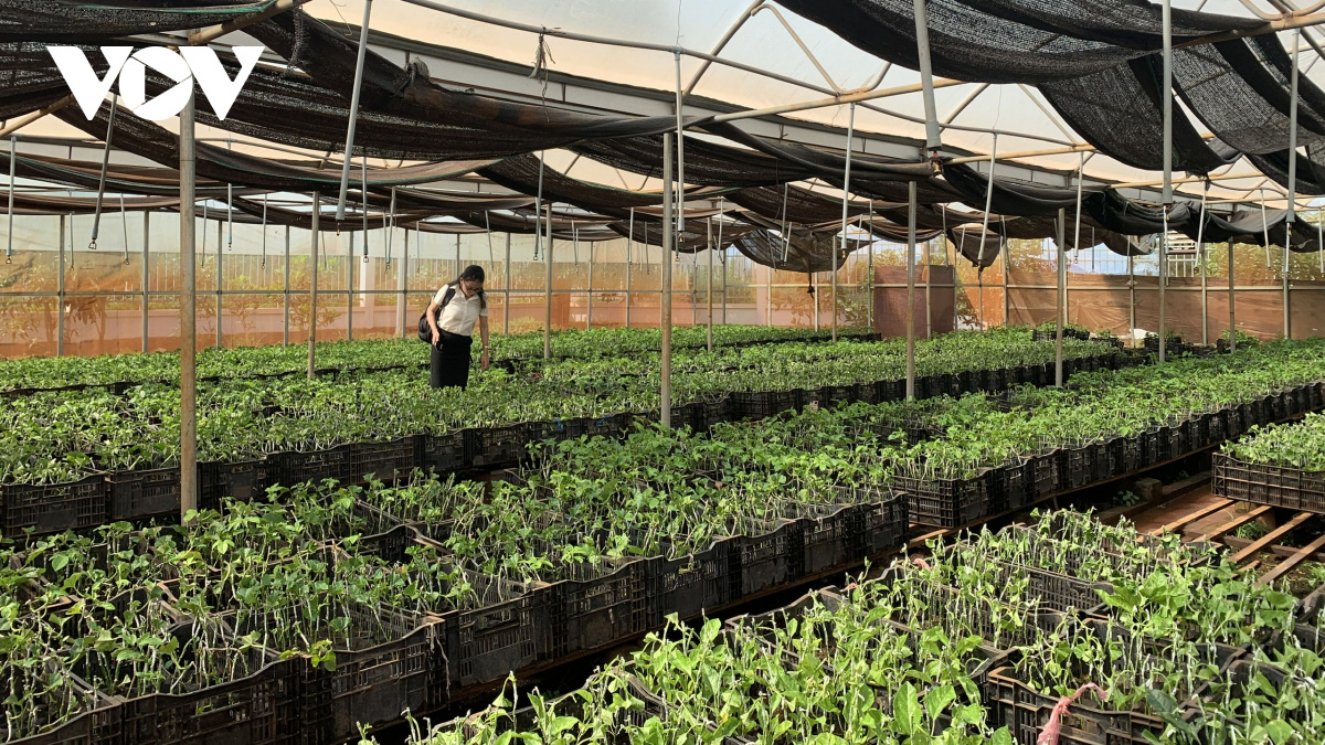 EVFTA: Áp lực và triển vọng chuyên nghiệp cho nông nghiệp Gia Lai - Ảnh 2. EVFTA: Áp lực và triển vọng chuyên nghiệp cho nông nghiệp Gia Lai - Ảnh 2.