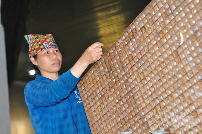 Nghề nuôi tằm gặp khó vì khan hiếm nguồn giống - Ảnh 1. Nghề nuôi tằm gặp khó vì khan hiếm nguồn giống - Ảnh 1.