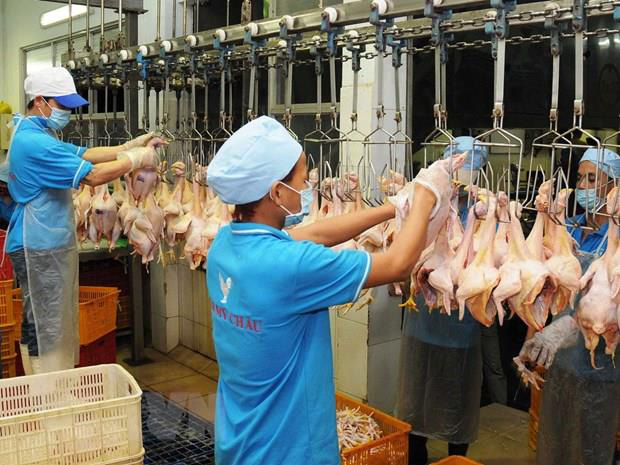 Giá gia cầm hôm nay 18/10: Chuyên gia bày cách cứu người nuôi gà, vịt - Ảnh 1.