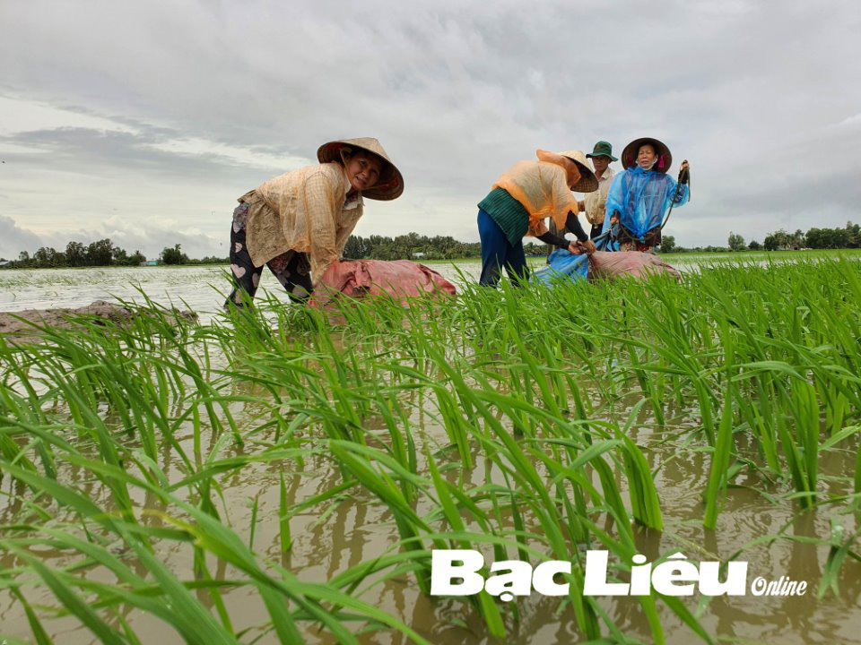 Bạc Liêu: Đến khổ-giữa mênh mông nước, chủ hồ nuôi tôm công nghệ cao lo ngay ngáy, nông dân bì bõm be bờ cứu lúa - Ảnh 1.