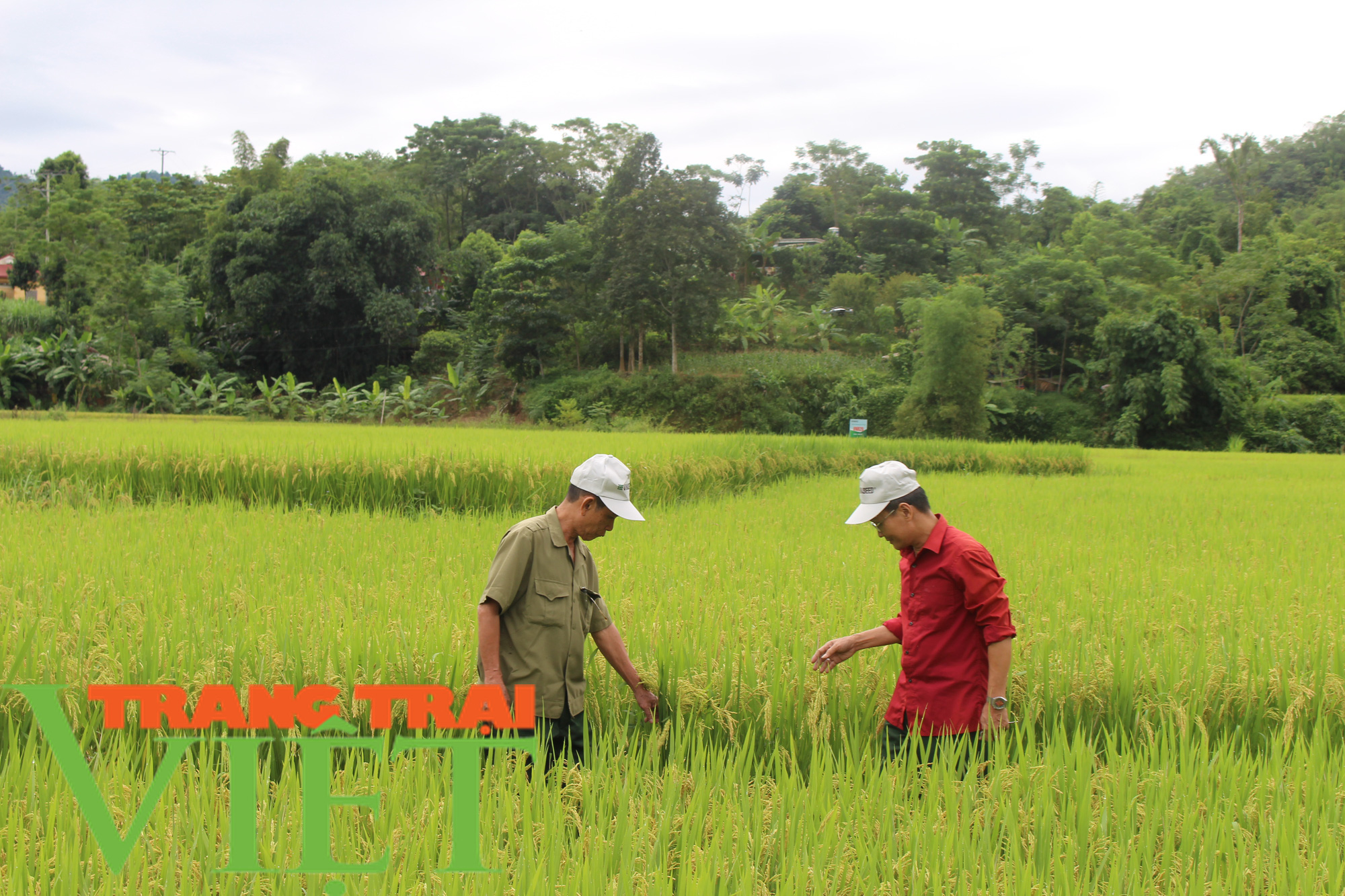 Thêm một mùa màng bội thu ở xứ Mường - Ảnh 1. Thêm một mùa màng bội thu ở xứ Mường - Ảnh 1.