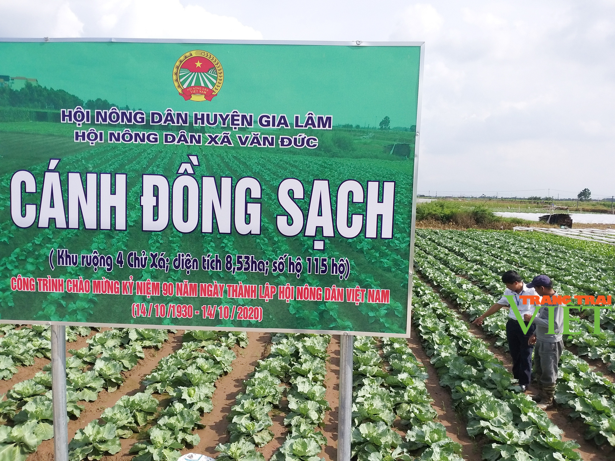 Hà Nội có nơi người dân trồng rau xanh không phun thuốc trừ sâu khiến khách Nhật, Hàn phải sang tận nơi mua - Ảnh 4. Hà Nội có nơi người dân trồng rau xanh không phun thuốc trừ sâu khiến khách Nhật, Hàn phải sang tận nơi mua - Ảnh 4.
