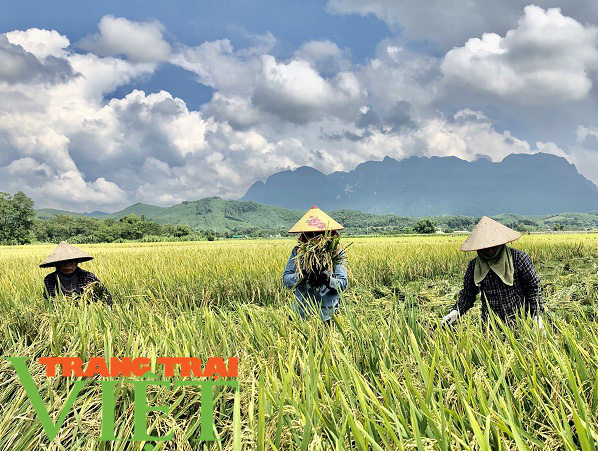 Thêm một mùa màng bội thu ở xứ Mường - Ảnh 4. Thêm một mùa màng bội thu ở xứ Mường - Ảnh 4.