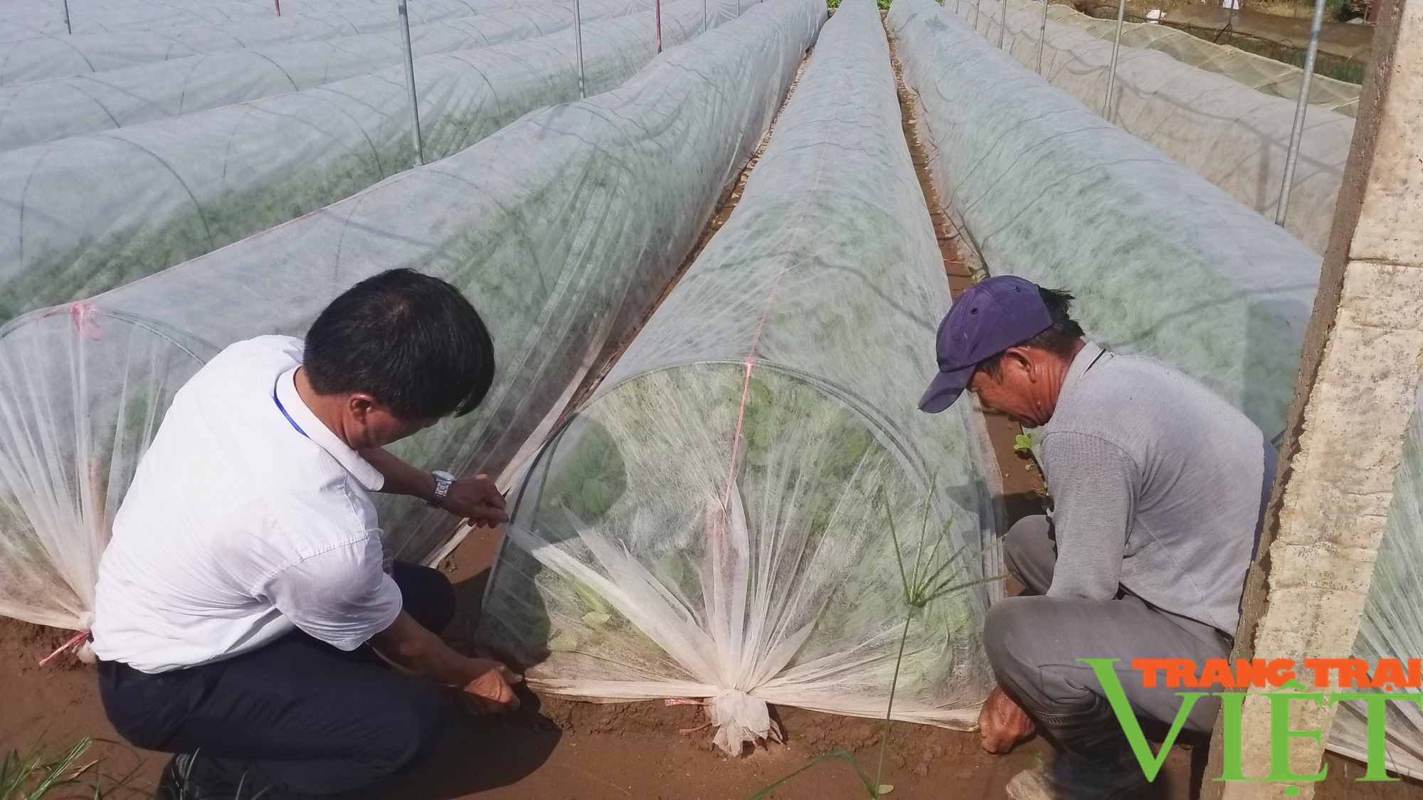 Hà Nội có nơi người dân trồng rau xanh không phun thuốc trừ sâu khiến khách Nhật, Hàn phải sang tận nơi mua - Ảnh 2. Hà Nội có nơi người dân trồng rau xanh không phun thuốc trừ sâu khiến khách Nhật, Hàn phải sang tận nơi mua - Ảnh 2.