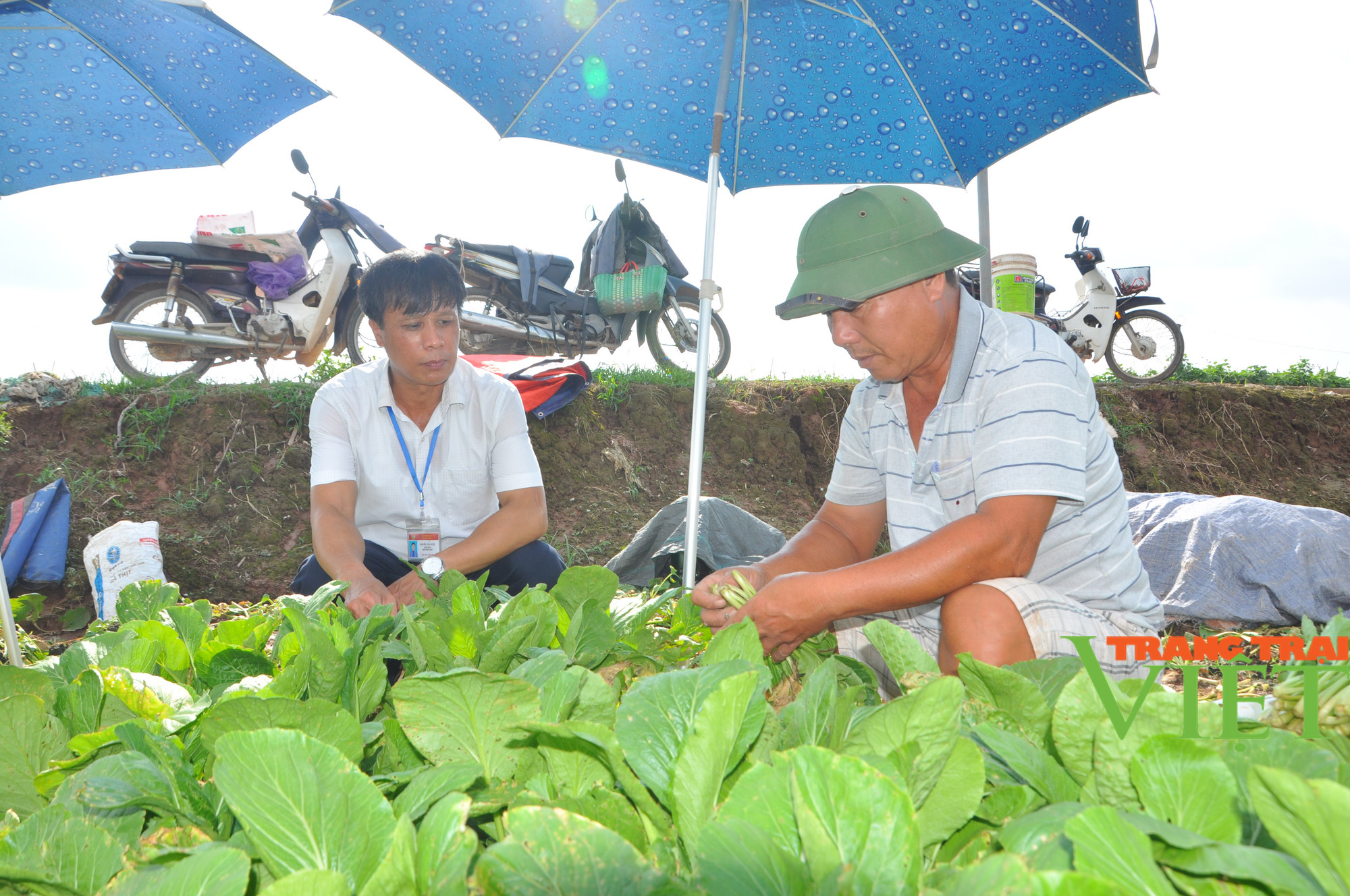 Hà Nội có nơi người dân trồng rau xanh không phun thuốc trừ sâu khiến khách Nhật, Hàn phải sang tận nơi mua - Ảnh 5. Hà Nội có nơi người dân trồng rau xanh không phun thuốc trừ sâu khiến khách Nhật, Hàn phải sang tận nơi mua - Ảnh 5.