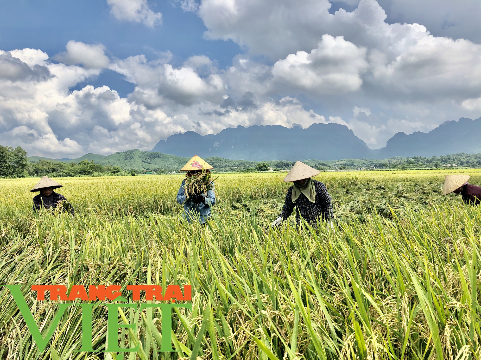 Thêm một mùa màng bội thu ở xứ Mường - Ảnh 2. Thêm một mùa màng bội thu ở xứ Mường - Ảnh 2.
