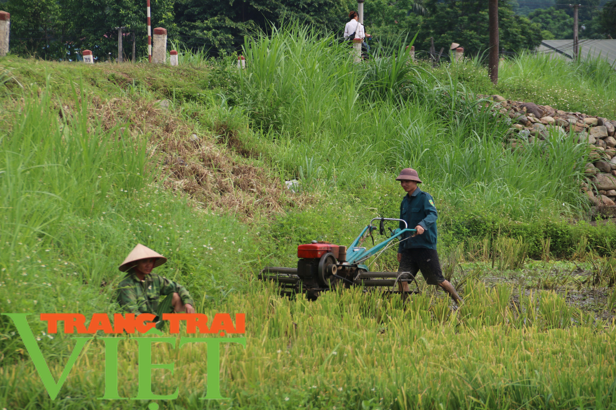 Thêm một mùa màng bội thu ở xứ Mường - Ảnh 5. Thêm một mùa màng bội thu ở xứ Mường - Ảnh 5.