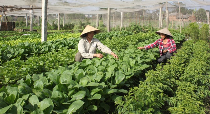 TP. Bắc Giang: Quy hoạch vùng sản xuất, nông dân tăng thu nhập - Ảnh 1.