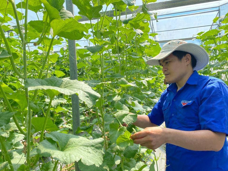 Trồng dưa lưới sạch, chủ vườn không tốn công thụ phấn hoa… tất cả nhờ vào đàn ong - Ảnh 2.
