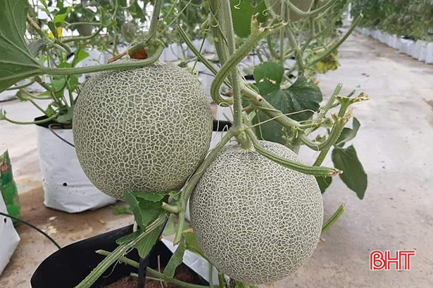 Hợp tác xã ở Hà Tĩnh thuê chuyên gia Israel dạy cách trồng dưa lưới - Ảnh 3. Hợp tác xã ở Hà Tĩnh thuê chuyên gia Israel dạy cách trồng dưa lưới - Ảnh 3.