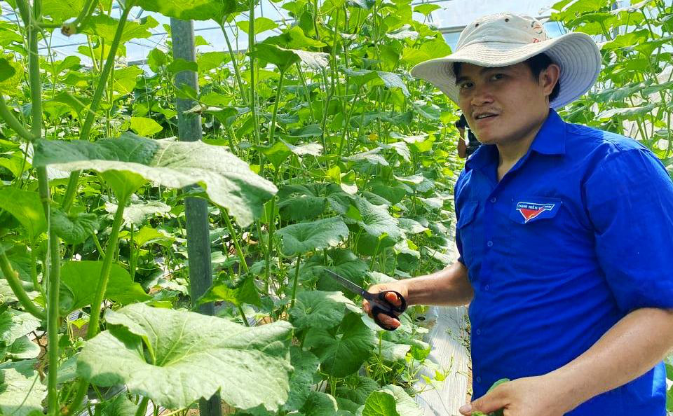 Trồng dưa lưới sạch, chủ vườn không tốn công thụ phấn hoa… tất cả nhờ vào đàn ong - Ảnh 5.