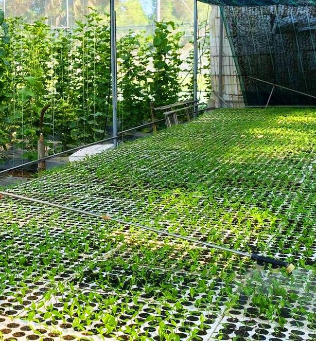 Trồng dưa lưới sạch, chủ vườn không tốn công thụ phấn hoa… tất cả nhờ vào đàn ong - Ảnh 4.