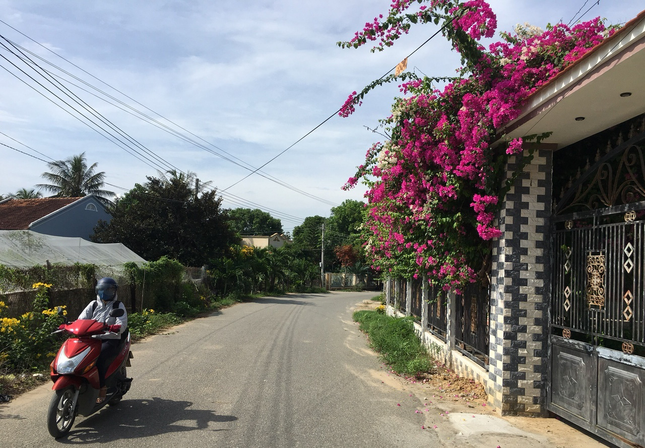 Ninh Thuận: Rực rỡ tuyến đường hoa ở nông thôn - Ảnh 1. Ninh Thuận: Rực rỡ tuyến đường hoa ở nông thôn - Ảnh 1.