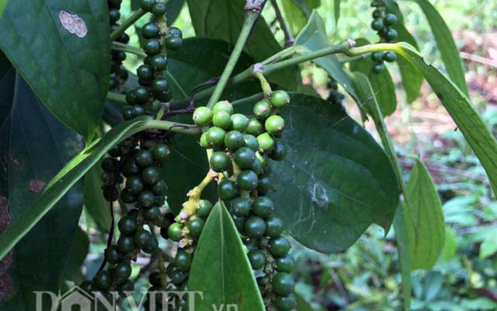 Tứ đỉnh gia vị đặc sản Tây Bắc thơm &quot;nức nở&quot;, nhiều loại có tiền triệu chưa chắc đã mua được - Ảnh 10.