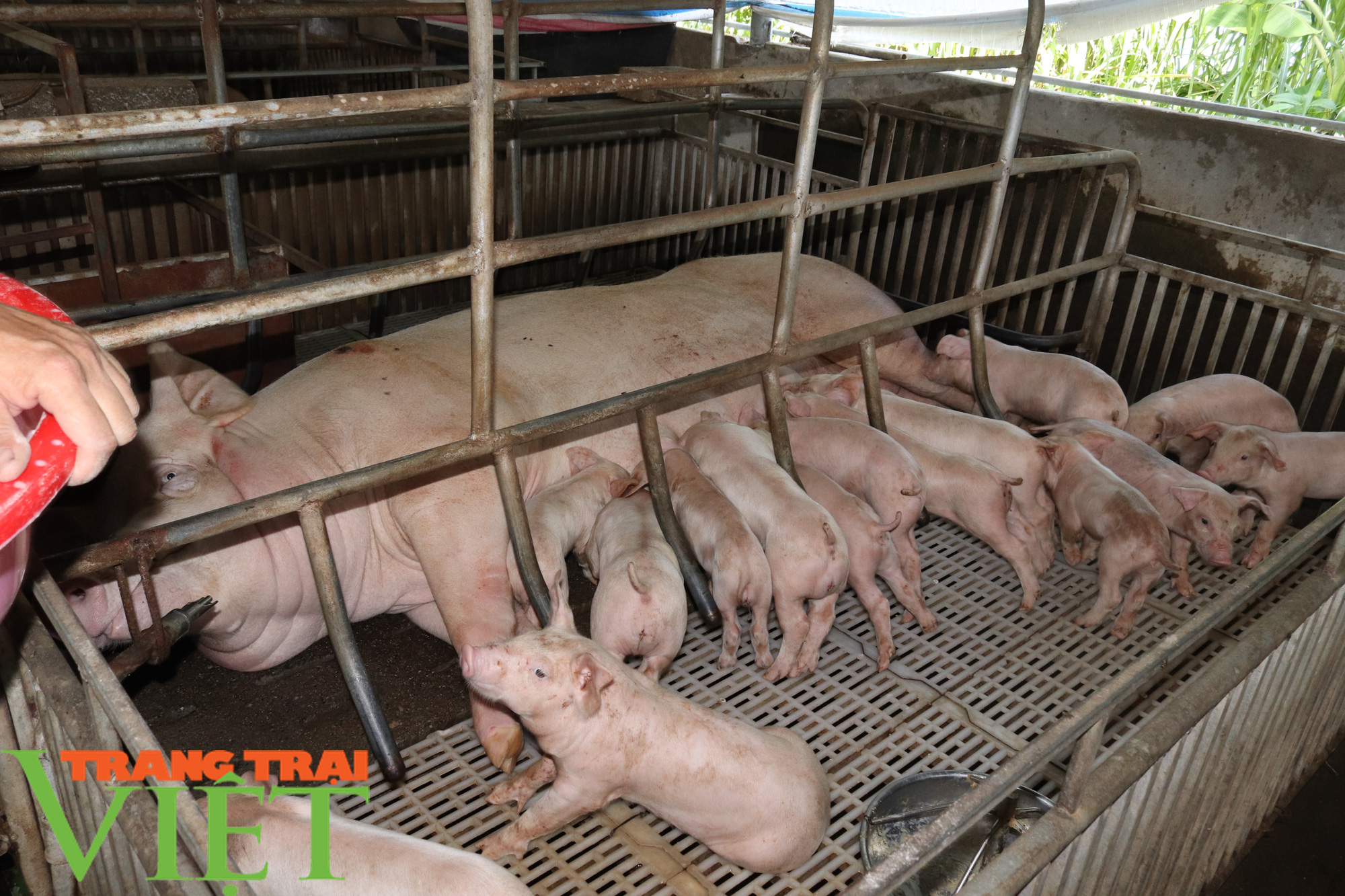 “Đầu tàu” ở bản Nghĩa Hưng - Ảnh 3. “Đầu tàu” ở bản Nghĩa Hưng - Ảnh 3.