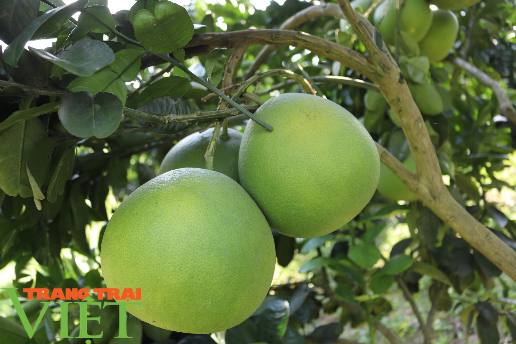 “Đầu tàu” ở bản Nghĩa Hưng - Ảnh 10. “Đầu tàu” ở bản Nghĩa Hưng - Ảnh 10.