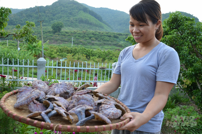 Ngắm các loại “ngọc quý” mọc nhan nhản giữa rừng - Ảnh 7.