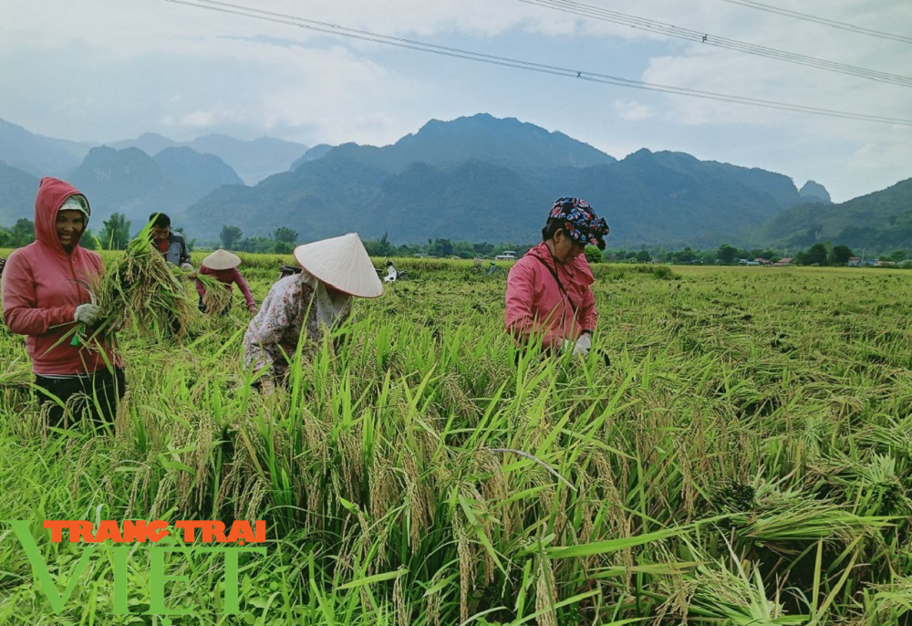 Lợi ích kép khi sản xuất lúa theo hướng hữu cơ gắn với BVMT - Ảnh 1.