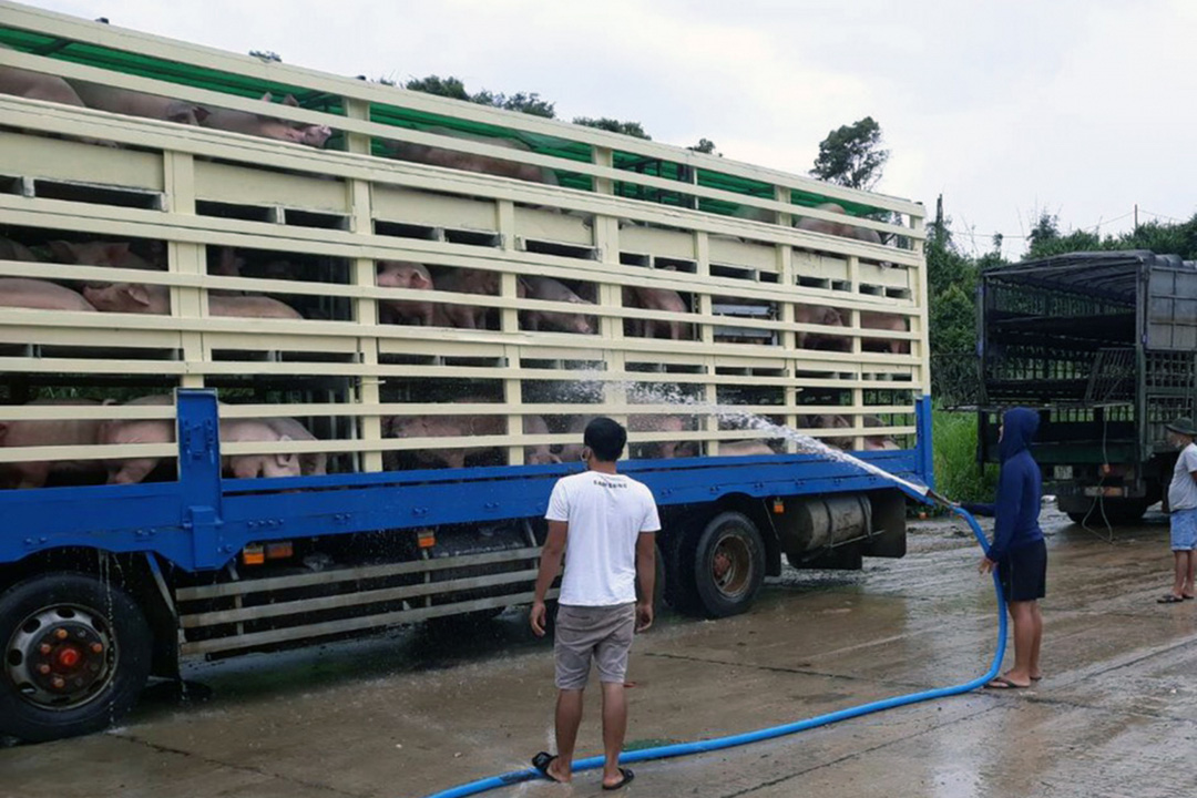 Không để dịch tả lợn châu Phi tái phát, lây lan diện rộng - Ảnh 2. Không để dịch tả lợn châu Phi tái phát, lây lan diện rộng - Ảnh 2.