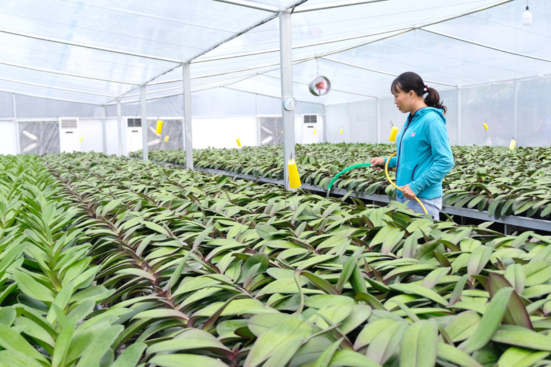 Tỷ phú hoa lan Hồ Điệp - Ảnh 1. Tỷ phú hoa lan Hồ Điệp - Ảnh 1.