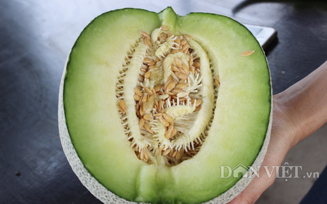 Bán dưa lưới lời 1 tỷ đồng thì bán hạt giống dưa lưới có thể lời 5 tỷ đồng - Ảnh 3.