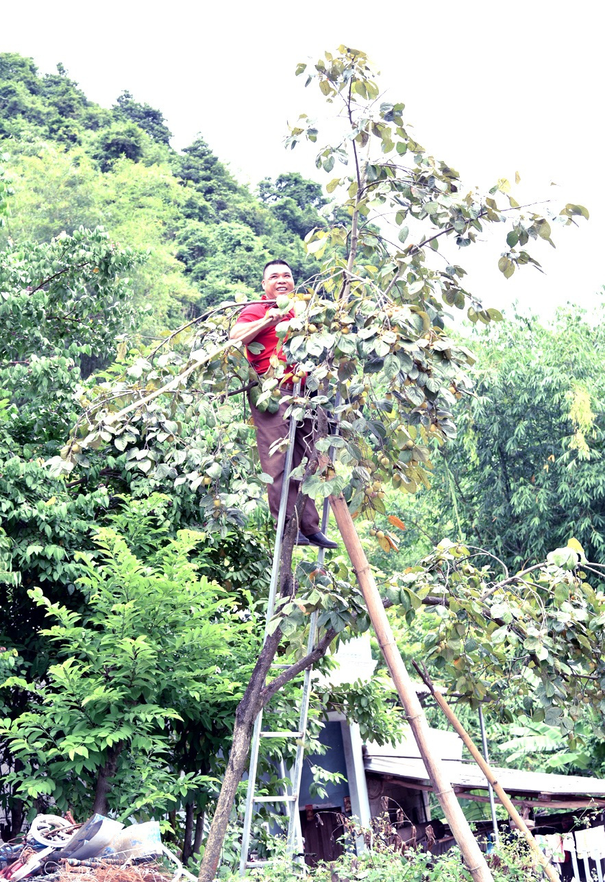 Thử loại quả mang tên một loài chim, giòn, ngon tới miếng cuối cùng - Ảnh 2. Thử loại quả mang tên một loài chim, giòn, ngon tới miếng cuối cùng - Ảnh 2.