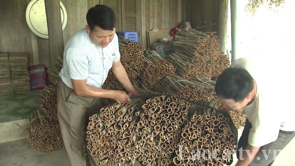 Lào Cai: Trồng thứ cây bán cả lá, cành lẫn vỏ, nông dân Bắc Hà thu gần 300 tỷ đồng - Ảnh 4.