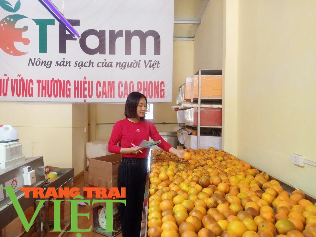 Hòa Bình: Cây ăn quả có múi là sản phẩm chủ lực khẳng định vị thế trên thị trường - Ảnh 3. Hòa Bình: Cây ăn quả có múi là sản phẩm chủ lực khẳng định vị thế trên thị trường - Ảnh 3.