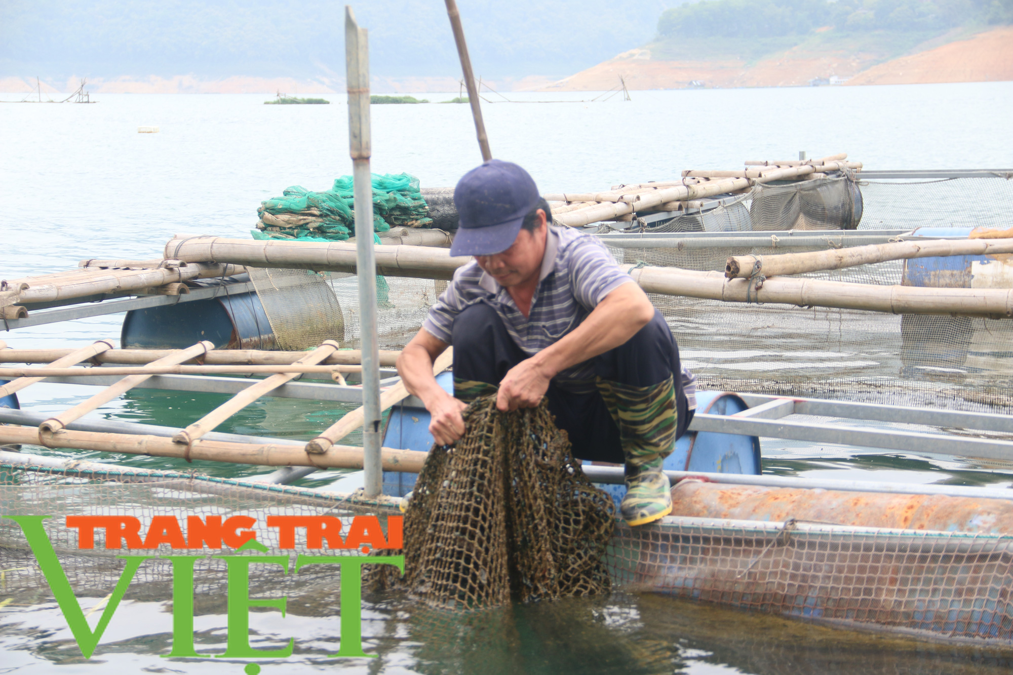 Hòa Bình: Cây ăn quả có múi là sản phẩm chủ lực khẳng định vị thế trên thị trường - Ảnh 6. Hòa Bình: Cây ăn quả có múi là sản phẩm chủ lực khẳng định vị thế trên thị trường - Ảnh 6.