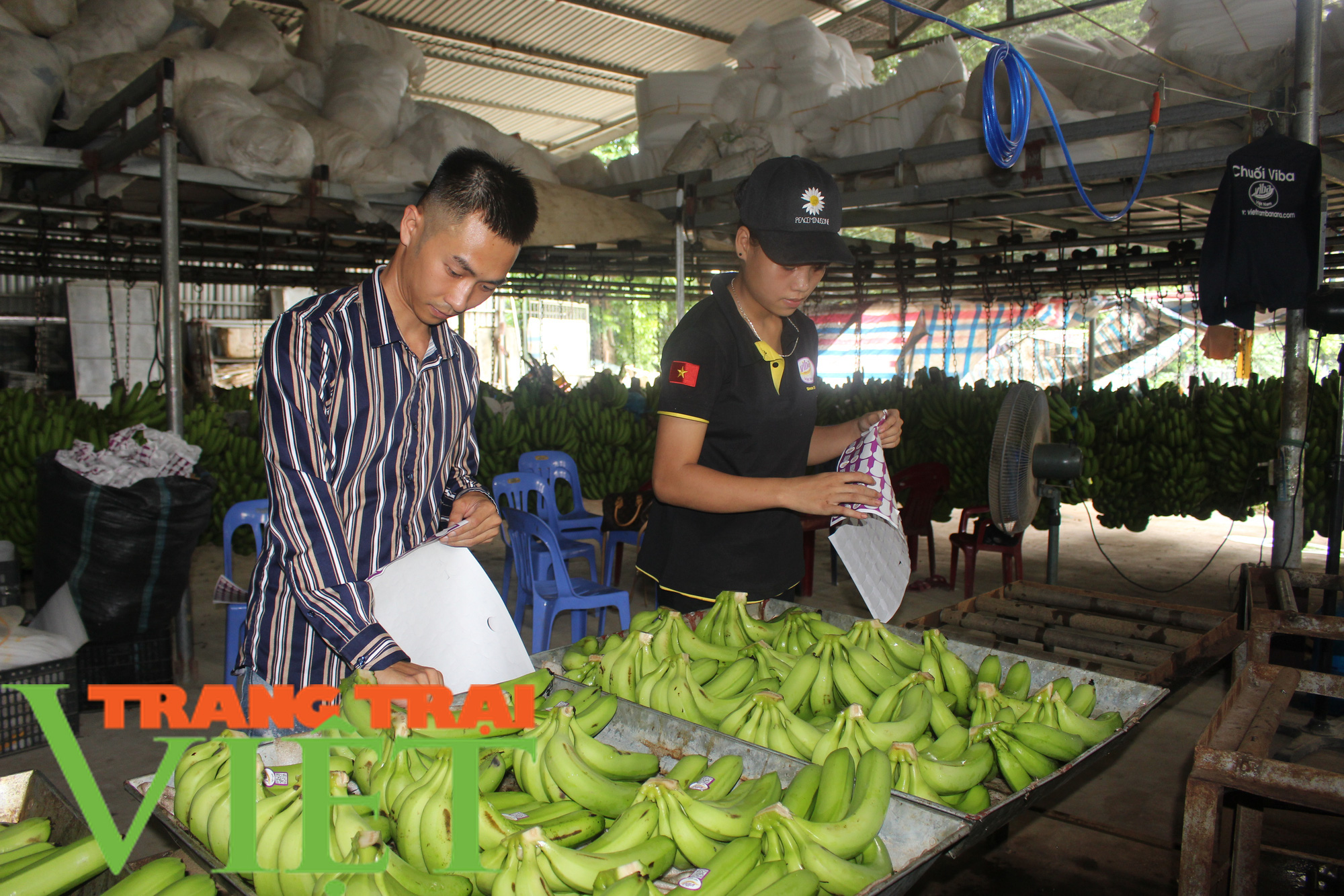 Hòa Bình: Cây ăn quả có múi là sản phẩm chủ lực khẳng định vị thế trên thị trường - Ảnh 2. Hòa Bình: Cây ăn quả có múi là sản phẩm chủ lực khẳng định vị thế trên thị trường - Ảnh 2.