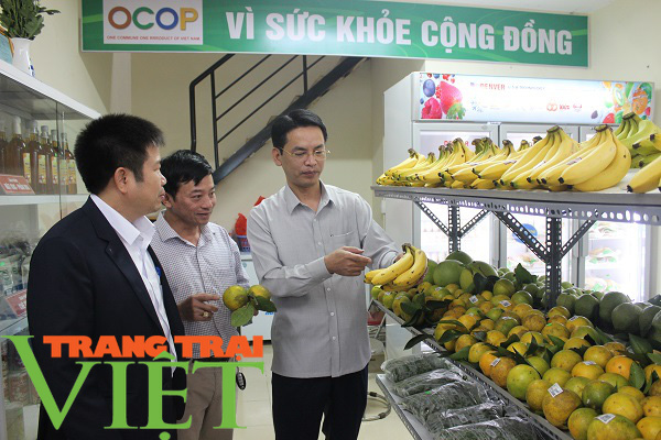 Hòa Bình: Cây ăn quả có múi là sản phẩm chủ lực khẳng định vị thế trên thị trường - Ảnh 1. Hòa Bình: Cây ăn quả có múi là sản phẩm chủ lực khẳng định vị thế trên thị trường - Ảnh 1.